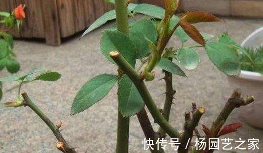 金满枝|气温升高,月季花越开越小?知道5个原因,就能开大花了