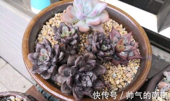引发多肉黑腐!主要有4个因素造成,适当避开,多肉安全度夏