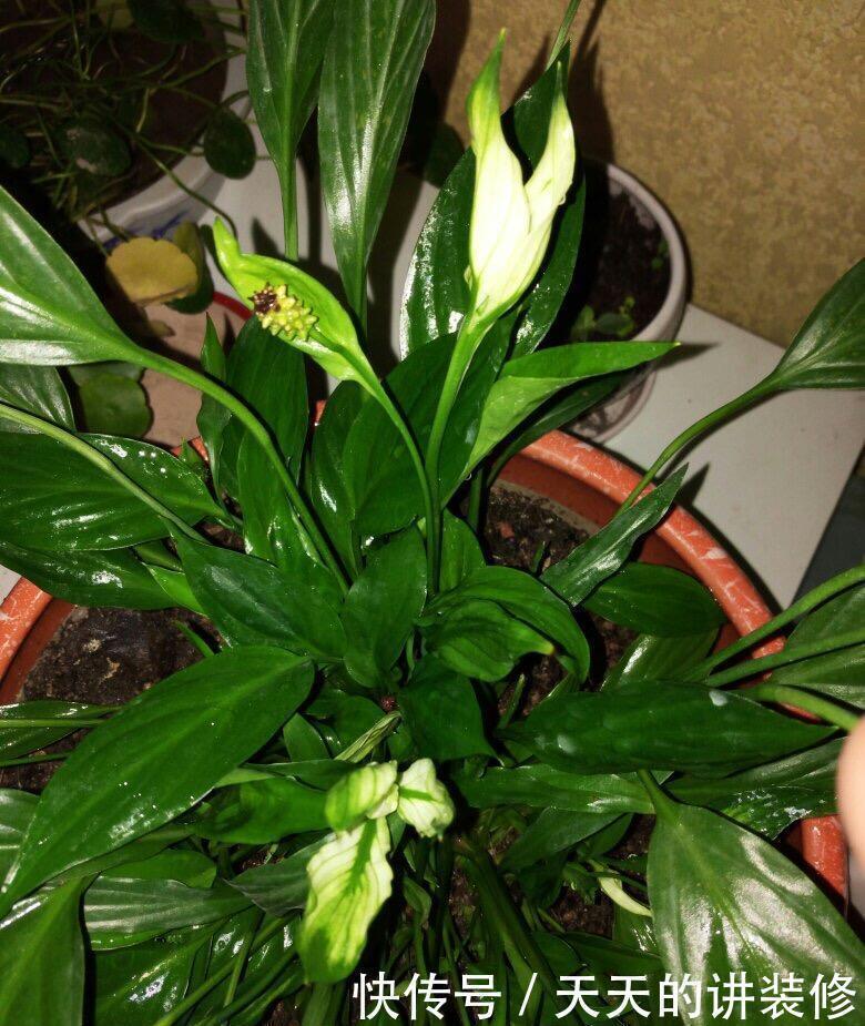 白鹤芋|一帆风顺叶子发蔫了,简单3个小技巧,叶片绿油油,花朵开不停