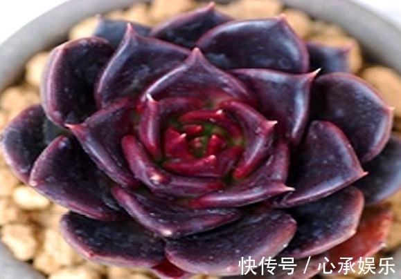 叶新|长期养多肉黑王子,总结养护“5步走”,叶片黑亮,轻松爆盆