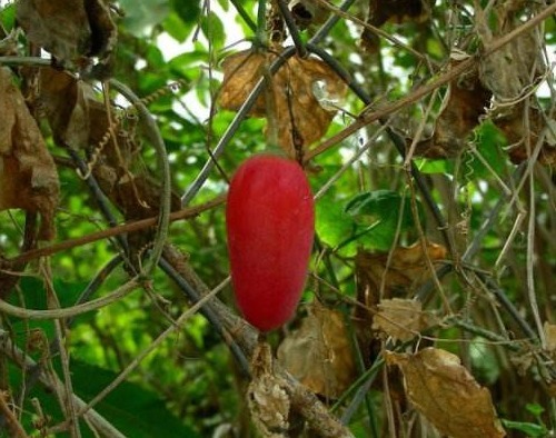 根部|农民们认为有毒的野果子,国外叶子也拿来食用,殊不知根部更珍贵