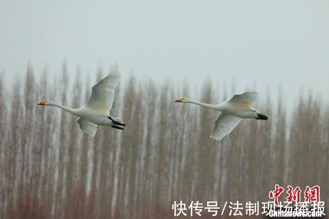 新疆开都河“天鹅湾”:数百羽“白精灵”引游人