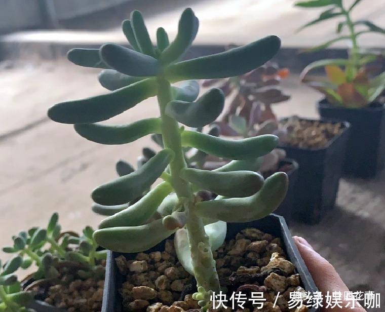 修剪|6种花,长高就“变丑”,株型低矮才“漂亮”,要舍得剪!