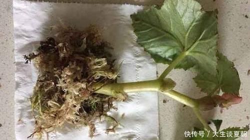 养花|家里常用的卫生纸,拿来养花原来有这奇效,大白根窜的止不住