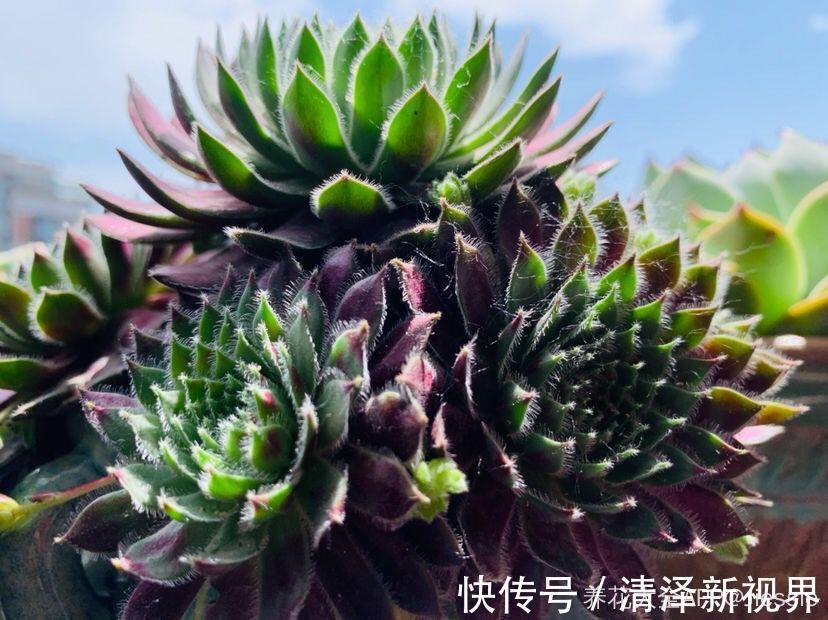 多肉|多肉就得懒人养,水越少越不管,呼呼爆出一大盆!