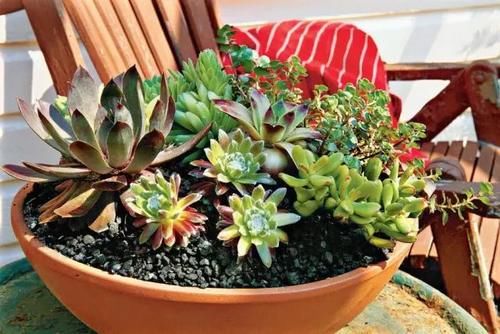 夏季来临前，多肉植物这5个养护技巧要注意多学习