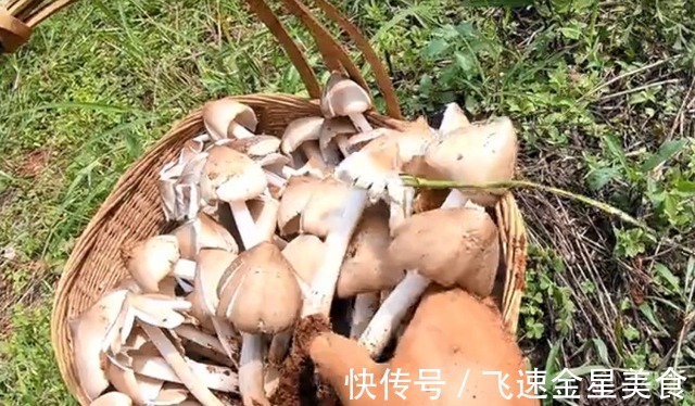 玉米|云南一玉米地长出几十窝鸡纵菌,什么环境适合鸡纵菌的生长呢!