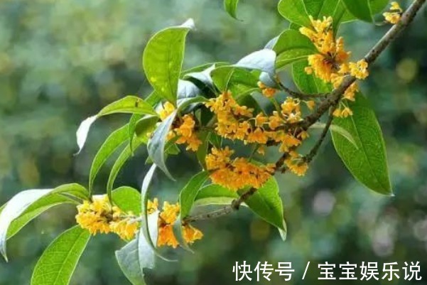 养花不如“养树”,客厅养上这三种,没想到聚财又养人