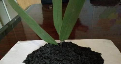 花都|学会制作这些“氮、磷、钾肥”,养啥花都长得又快又好