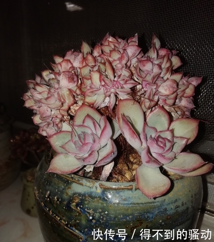 养多肉的心情说不清,都在照片里了