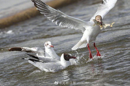 蕴藏量|青海刚察迎来湟鱼洄游季 湟鱼对青海湖有多重要？