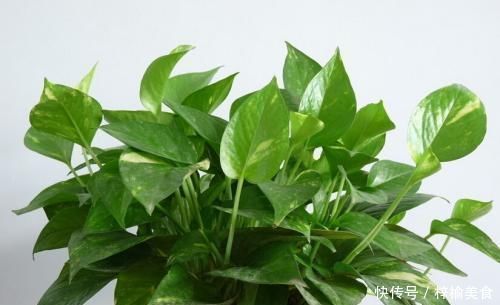 大妈养绿箩有奇招,3个技巧倾囊教授,学会了,室内绿箩爬满墙壁