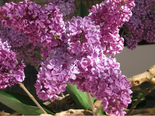 春天到了，路边的野花不要采