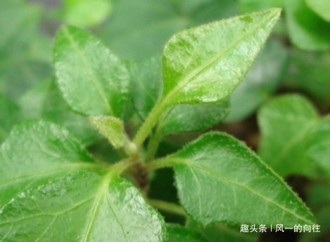 二手烟|这三种花堪称二手烟天敌,家里养一盆废气全没了,从此健康无忧