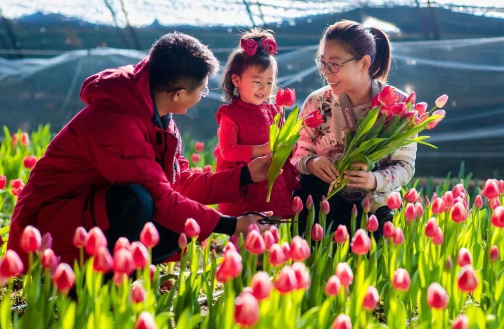 呼和浩特：花香迎新春