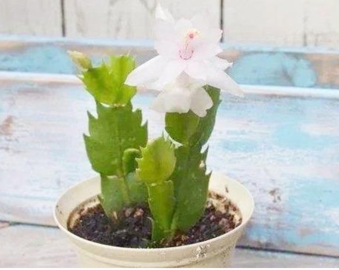 5种花不用买“掐个枝条”就能繁殖一大盆，省钱又实用，好养！