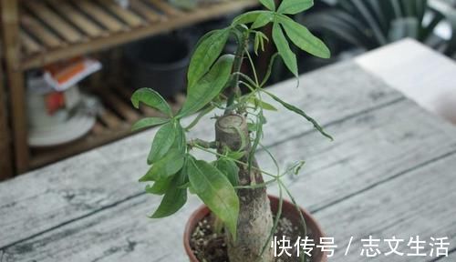 发黄|发财树发黄还烂根?水浇错了,换个浇法呼呼疯长,植株苍劲挺拔