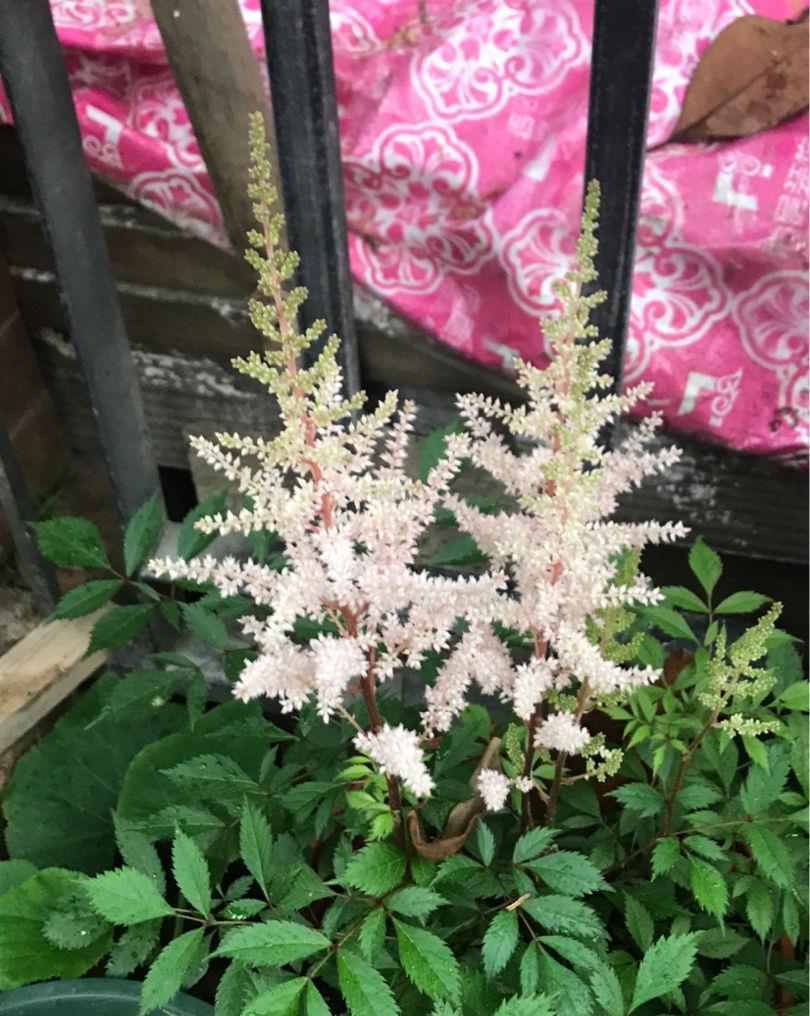 树荫下养点花,这4种花都耐阴,开花也超美