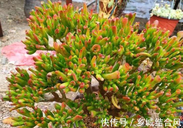 冬天养多肉植物，3个方面考虑周到，安全过冬，不烂根不黑腐