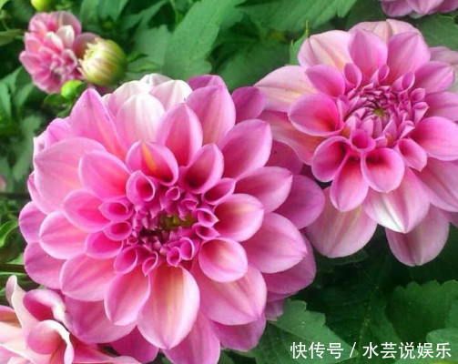 花朵|“5种”超级好养的花,随便养都爆盆,全年开花不断,越养越喜欢