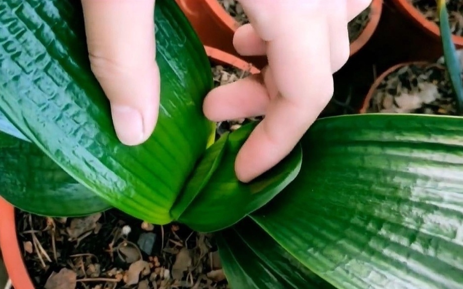 新叶|君子兰不长新叶片,养护上出现问题,很好解决