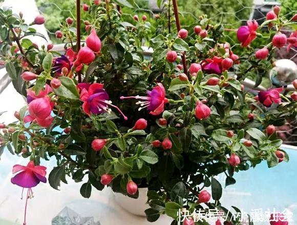 养花|家里盆栽植物的要注意此4种进屋,既对健康不利又影响运气