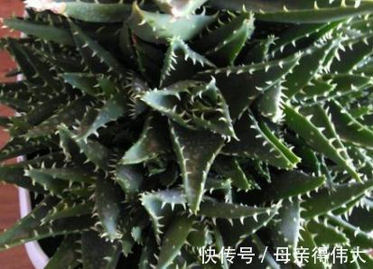 爆盆|养芦荟记住1点,新手也能养爆盆