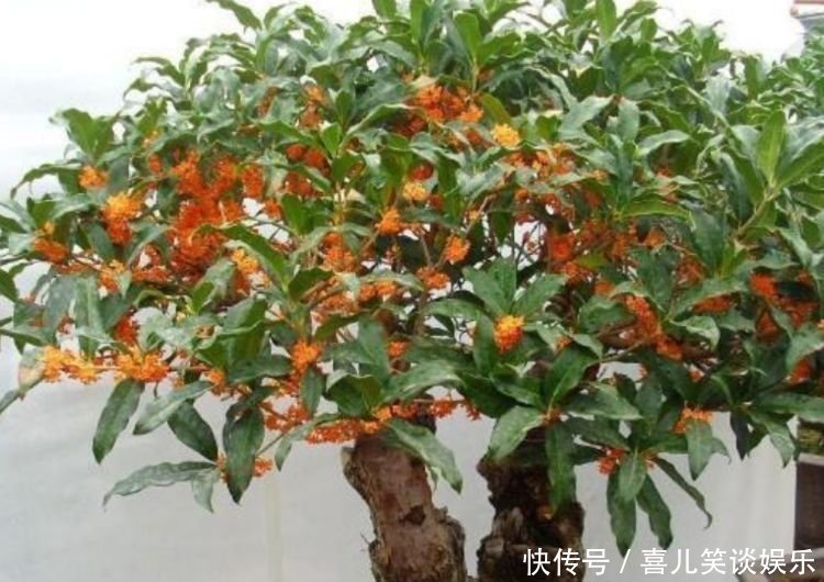 栀子花|4种花养家里,人养花,花也养人,花香四溢飘满屋,美