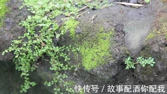 在乎你&他用酸奶、啤酒、苔藓把动物养在墙上,14天后的画面让人惊讶