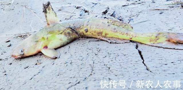 四川一男子黄河野钓遇怪鱼，长长的尾巴形似黄辣丁，网友：赚大了