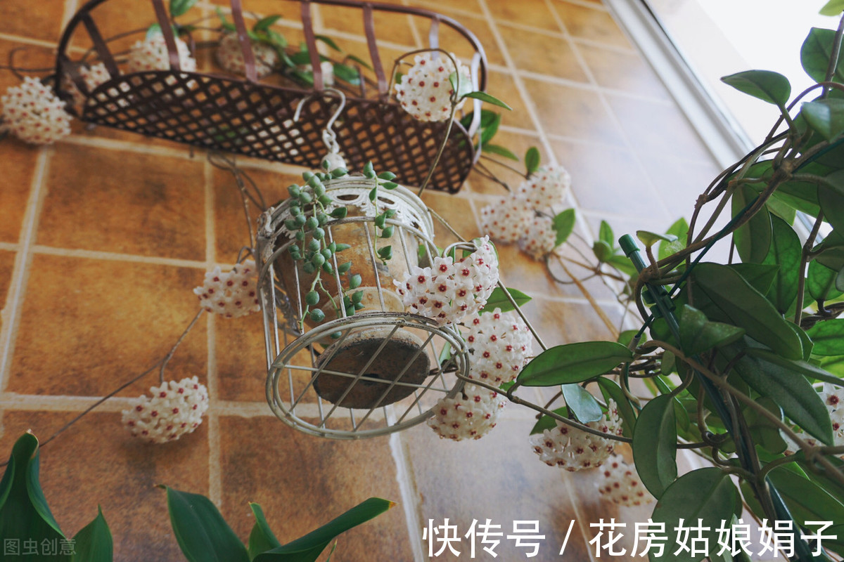 花友们|3种喜阴花,搁在北阳台,少晒太阳,少管它,枝繁叶茂开满花