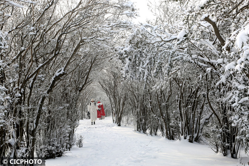 连云港市|江苏连云港：银装素裹雪世界