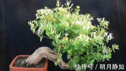 不想买花就养这，随手扦插1个枝，10天发芽，能长成老桩，花芳香