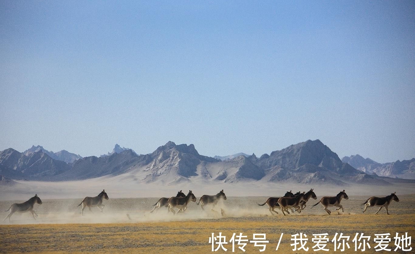 面积|面积最大的生命禁区，二十九万平方公里渺无人烟