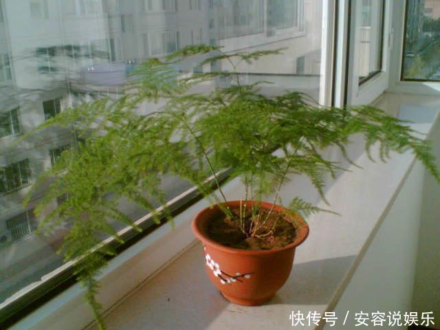 4个养花的小技巧，简单又实用，根不烂叶子越长越茂盛！