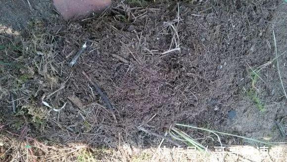 树皮|养花最怕烂根,盆底垫点料,盆土透气排水畅快,根粗叶绿开花勤