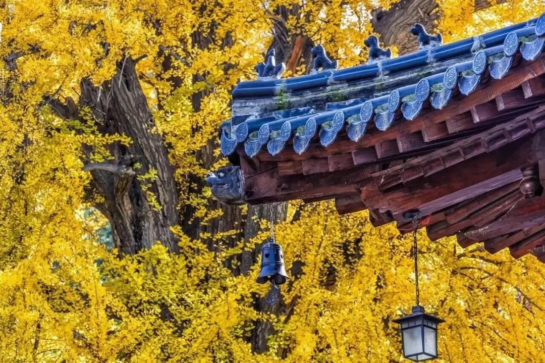 观音菩萨|千年银杏树，终南观音寺