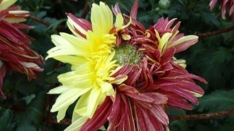 4种花沾土就活,开花又大又艳,比牡丹美,比绿萝好养