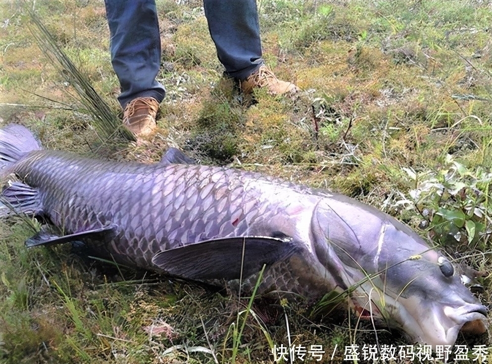 垂钓|钓鱼精准抓口其实很容易,出现这些漂相,扬竿即中鱼