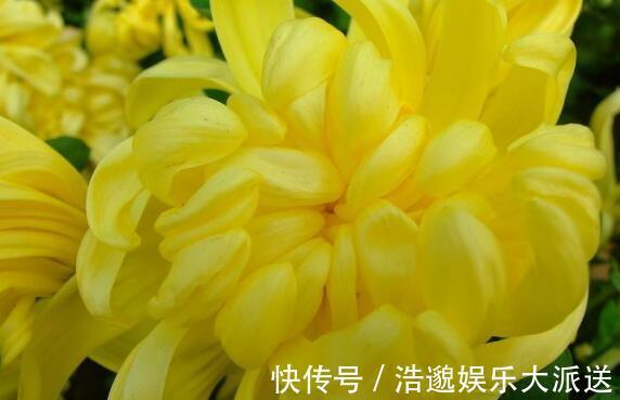 花瓣|夏季想养菊花选“绿水秋波”开花似“毛球”超可爱,养上值了