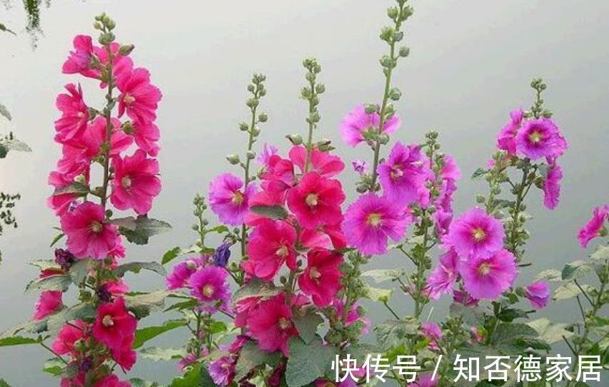 国庆前后,8种花种子收集起来,来年播种开出花海