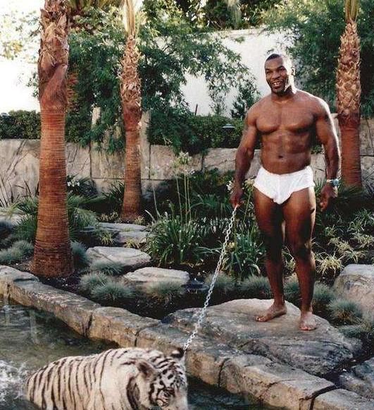 泰森|武松真能打虎泰森自传透露,曾险些被2岁老虎拍晕,后低价卖出