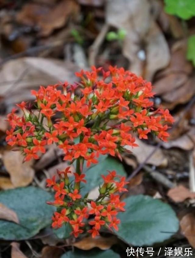 gt|你家长寿花“修剪”了吗趁着花败剪一剪,天气好,还能开一茬!