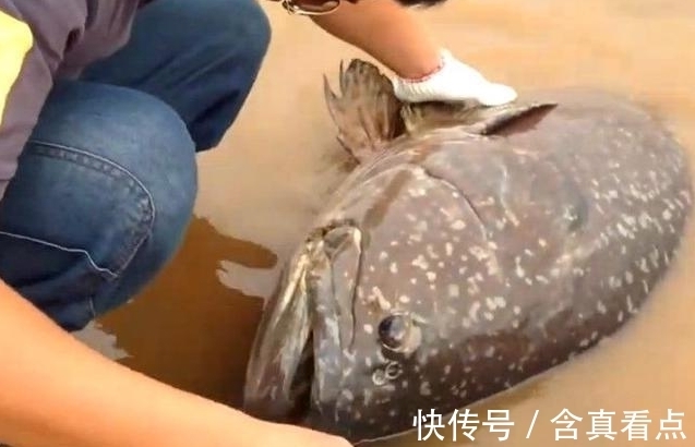 拉动|男子河边钓起神秘“鱼王”，几个人一起使力才能拉动，大开眼界