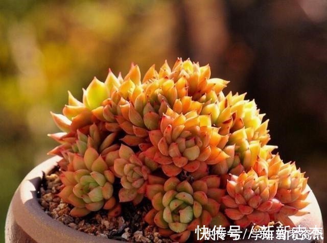 光照|养多肉常见的4个误区,养啥都不行,怪不得养不久!