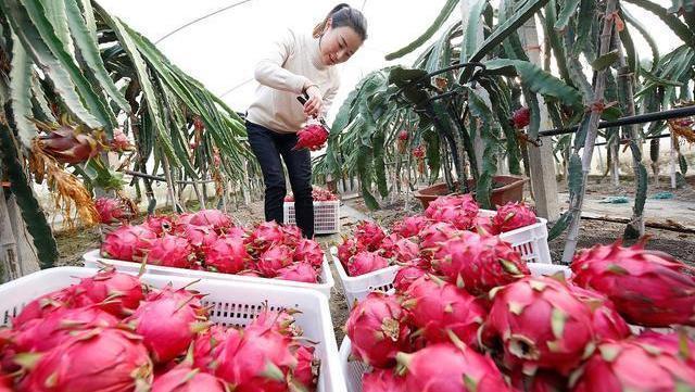 湿气|女人湿气重,身体三处会“变黄”,常喝四水,祛湿排毒一身轻