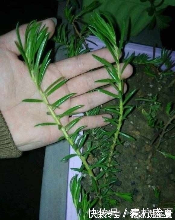 月季|3种花很贵,买不起就不用买,扦插一根枝条,就能开花大半年!