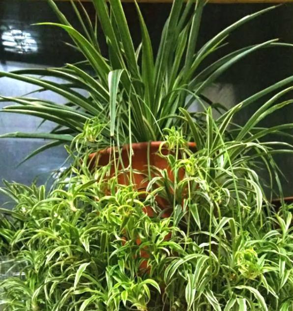 秋凉|秋凉后，养3种花，最好换盆、换土，到时候不开花、黄叶