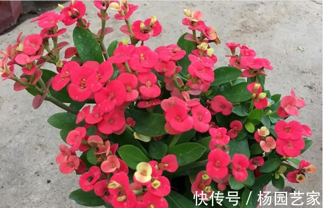 哇塞,4种盆栽花太好养了吧,简单养护开花300天