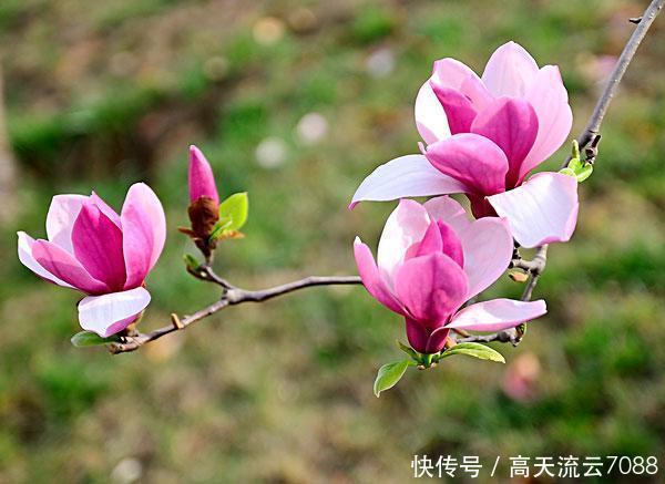 七绝《玉兰花开》平水韵